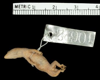 Media type: image;   Herpetology R-10622